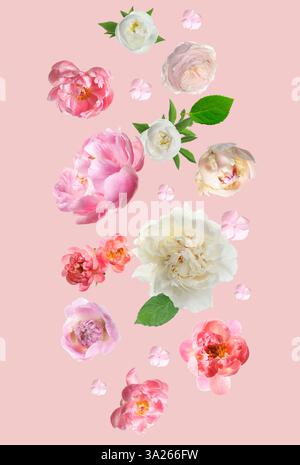 Bellissimi fiori freschi che cadono su sfondo rosa pastello Foto Stock