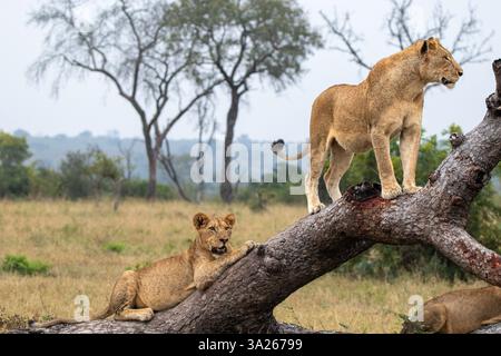 Due leoni femminili, Panthera leo, su un albero caduto. Foto Stock