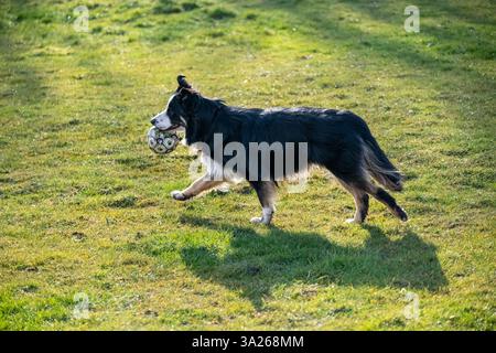 Il giovane cane Border Collie corre con un piccolo giocattolo in bocca Foto Stock