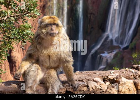 Le Cascades d'Ouzoud, situate nella provincia azilale del Marocco, sono un nome collettivo per diverse cascate a molti livelli. Foto Stock