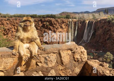 Le Cascades d'Ouzoud, situate nella provincia azilale del Marocco, sono un nome collettivo per diverse cascate a molti livelli. Foto Stock