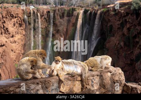 Le Cascades d'Ouzoud, situate nella provincia azilale del Marocco, sono un nome collettivo per diverse cascate a molti livelli. Foto Stock