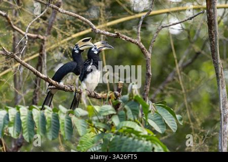 Carnacino orientale Anthracoceros albirostris, passaggio di cibo per adulti, parco nazionale di Khao Yai, Nakhon Ratchasima, Thailandia, febbraio Foto Stock