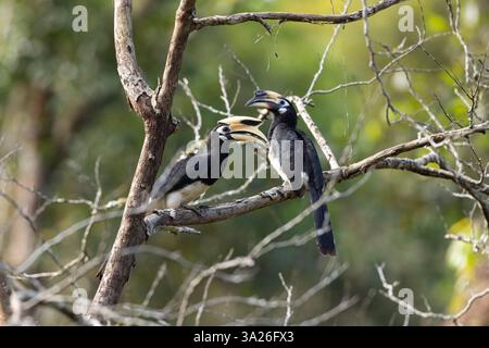 Carnacino orientale Anthracoceros albirostris, passaggio di cibo per adulti, parco nazionale di Khao Yai, Nakhon Ratchasima, Thailandia, febbraio Foto Stock