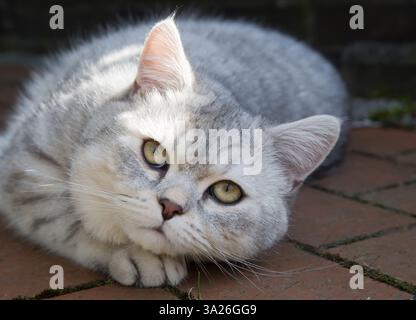 Gatto britannico Shorthair adagiato su un sentiero di giardino Foto Stock