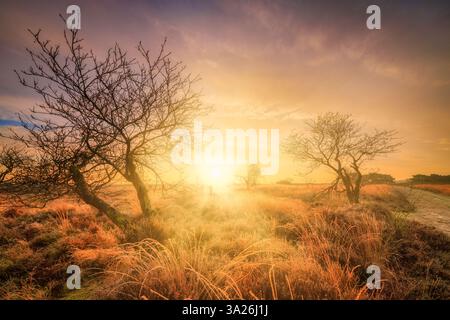 Alba al Balloërveld di Drenthe con il sole sullo sfondo che si illumina e l'erba dorata in primo piano Foto Stock