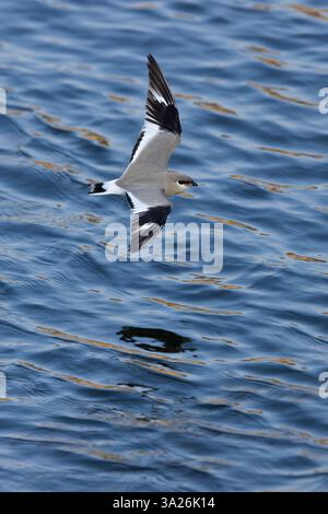 Piccola pratincole Glareola lactea, in volo sull'acqua, fiume Ping, Chiang mai, Thailandia, marzo Foto Stock