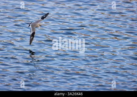 Piccola pratincole Glareola lactea, in volo sull'acqua, fiume Ping, Chiang mai, Thailandia, marzo Foto Stock