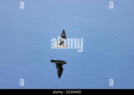Piccola pratincole Glareola lactea, in volo sull'acqua, fiume Ping, Chiang mai, Thailandia, marzo Foto Stock