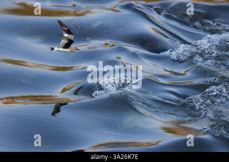 Piccola pratincole Glareola lactea, in volo sull'acqua, fiume Ping, Chiang mai, Thailandia, marzo Foto Stock
