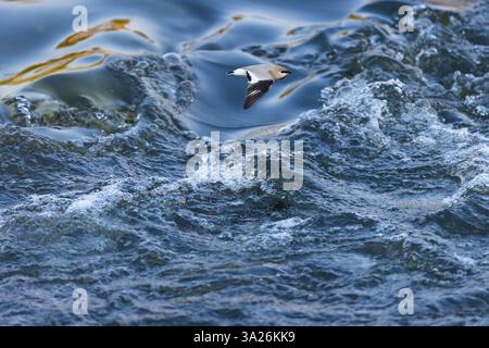 Piccola pratincole Glareola lactea, in volo sull'acqua, fiume Ping, Chiang mai, Thailandia, marzo Foto Stock