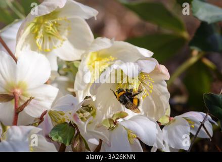 Bumblebee che raccoglie polline su anemone bianco Foto Stock