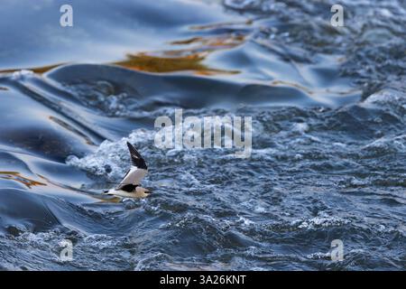 Piccola pratincole Glareola lactea, in volo sull'acqua, fiume Ping, Chiang mai, Thailandia, marzo Foto Stock