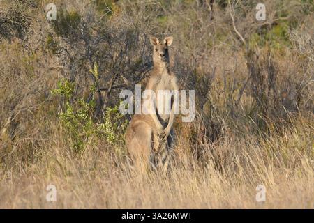 Il canguro nell'habitat naturale è in allerta al pericolo Foto Stock