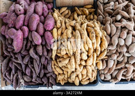 Varietà di tuberi biologici di patate dolci nella stalla del mercato, con pelli gialle, rosse e viola Foto Stock
