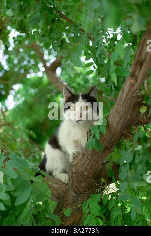 Gatto bianco e nero arroccato su un ramo di albero tra foglie verdi lussureggianti. Teheran, Iran Foto Stock
