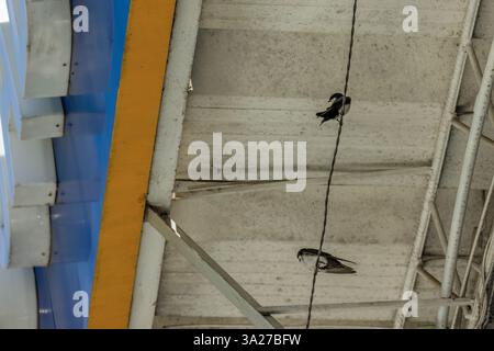 Un paio di piccole rondini di fienile appollaiate su un filo metallico, sotto il tetto di cemento di un'officina automobilistica nella città di Moniquira, nella Colombia centrale. Foto Stock