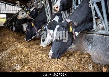 mucche da latte che mangiano insilato in un fienile Foto Stock