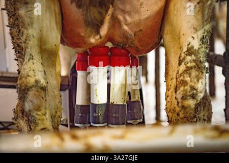 mucca in una mungitrice robotizzata Foto Stock