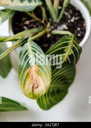 Pianta di preghiera maranta leuconeura marisela cura. Essiccare le foglie di limone di Maranta lime o Maranta Leuconeura Marisela Foto Stock