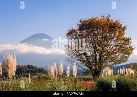 La calda luce del tramonto esalta i colori autunnali di un albero dorato e dell'erba di pampas con il Monte Fuji sullo sfondo vicino al Lago Kawaguchi in Giappone, creando un Foto Stock