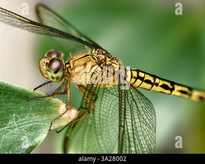 Foto macro di una libellula gialla dorata o Anisoptera appollaiata su una foglia Foto Stock