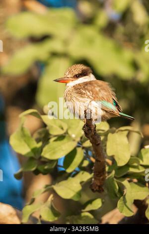 Giovane kingfisher a strisce (Halycyon chelicuti) arroccato in un albero in Botswana, Africa Foto Stock