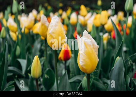 I tulipani in fiore. Foto Stock