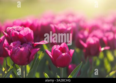 Vista panoramica e dettagliata dei tulipani rosa lilla che crescono di fresco e si riversano contro la calda luce del tramonto. Terreni coltivati olandesi in fiore Foto Stock