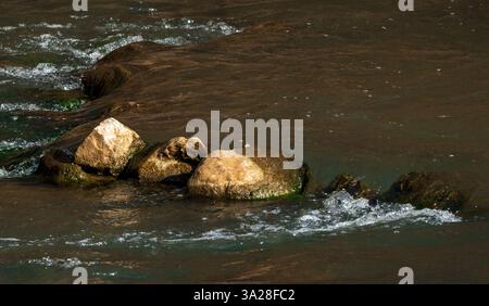Bagliore mattutino: Tre pietre illuminate nel fiume. Raggi morbidi del sole mattutino. Foto Stock