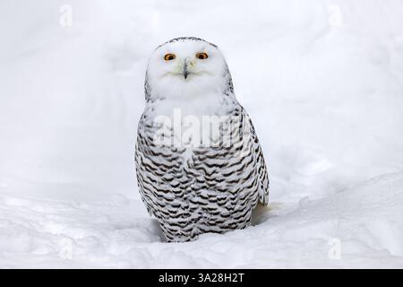 Gufo innevato / gufo bianco / gufo artico (bubo scandiacus / Strix scandiaca) femmina nella neve sulla tundra in inverno, Scandinavia Foto Stock