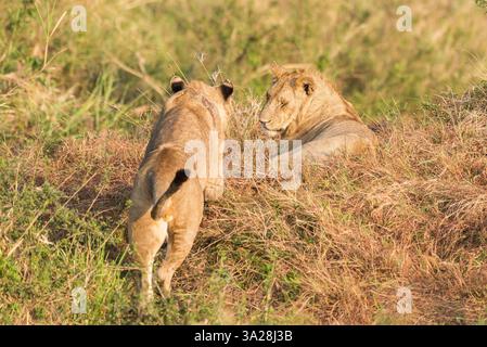 Leoni nella riserva nazionale di Maasai Mara, Kenya Foto Stock