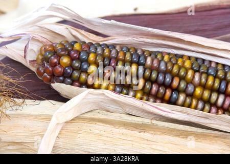 Primo piano di Flint, mais indiano nelle bucce un orecchio con la buccia tirata indietro per mostrare colorati chicchi di mais. Foto Stock