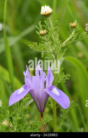 Dado barbario Gynandriris sisyrinchiumn Foto Stock