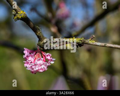 Fiori invernali di palla di neve Viburnum bodnantense Foto Stock