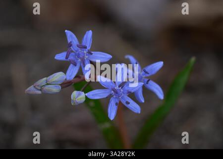 Scilla bifolia fiore in dettaglio di testa fiore. Conosciuto come Alpine Squill o squill a due foglie. Fiore primaverile blu-viola nella foresta decidua. Foto Stock