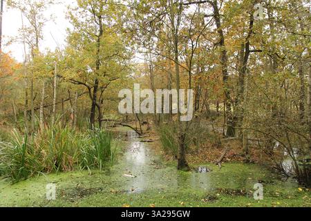 una splendida foresta paludosa con molta acqua e erba anatra tra gli alberi in autunno Foto Stock