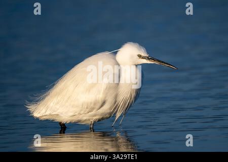 La piccola Egret stava in laguna a caccia di pesce Foto Stock