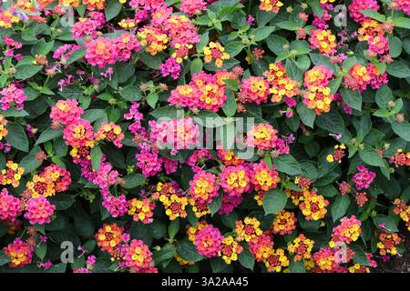 Arbusto Verbena o Lantana comune, Lantana camara "Orange", Verbenaceae. Impianto di lettiera ibrido originario delle regioni tropicali delle Americhe. Foto Stock