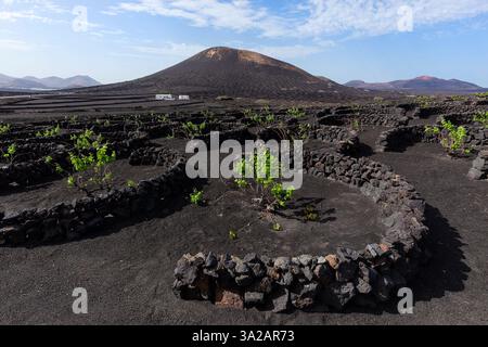 Vigneti su suolo vulcanico nero nella zona di la Geria, Lanzarote, Isole Canarie, Spagna Foto Stock