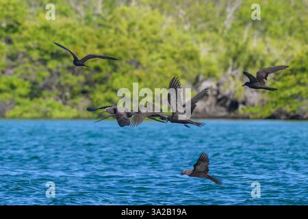 Galapagos Brown Noddies (Noddy comune), Anous stolidus galapagensis, sorvola l'acqua all'isola di Santa Cruz, al Parco Nazionale di Galápagos, Ecuador Foto Stock