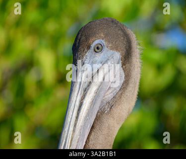 Un pellicano marrone delle Galapagos, urinatore Pelecanus occidentalis, arroccato in una foresta di mangrovie sull'isola di Santa Cruz, nel Parco Nazionale di Galápagos, Ecuador. Foto Stock