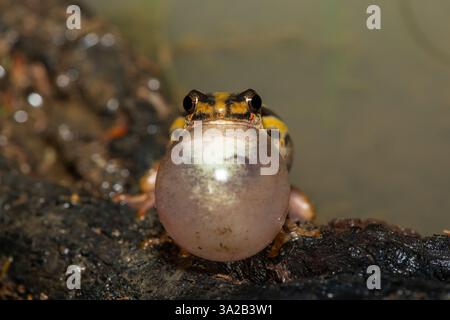 Una simpatica rana di canne dipinta (Hyperolius marmoratus marmoratus), nota anche come rana di canne marmorizzata, che chiama ai margini di uno stagno Foto Stock