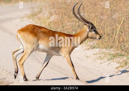 Lechwe rosso (Kobus leche) nel Delta dell'Okavango del Botswana, Africa Foto Stock