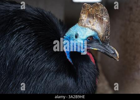 Primo piano di un cassowary con pelle blu brillante e grande casca Foto Stock