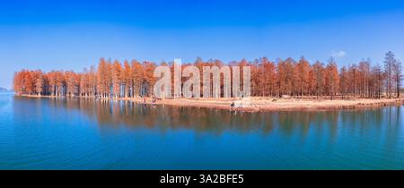 Scenario di Metasequoia presso il lago Siming a Yuyao, provincia di Zhejiang, Cina Foto Stock