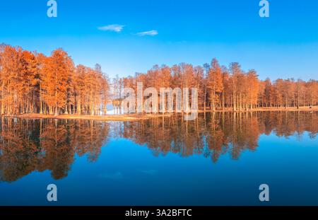 Scenario di Metasequoia presso il lago Siming a Yuyao, provincia di Zhejiang, Cina Foto Stock