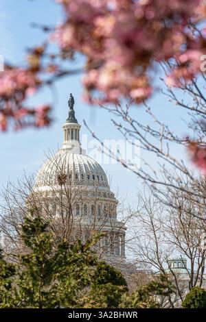 Washignton, Stati Uniti. 12 marzo 2025. La cupola del Campidoglio degli Stati Uniti e la Statua della libertà sono visibili attraverso i ciliegi in fiore a Washington. I ciliegi in fiore a Washington, DC, raggiungono tipicamente il picco di fioritura tra la fine di marzo e l'inizio di aprile. Credito: SOPA Images Limited/Alamy Live News Foto Stock