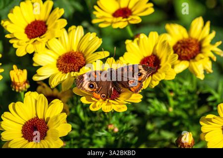 Comune farfalla di buckeye con punti oculari prominenti che riposano in un giardino di fiori gialli a margherita con ali aperte. Junonia coenia Foto Stock