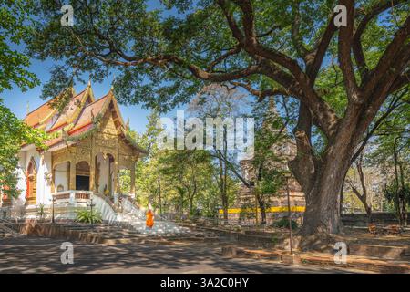 Cappella del tempio buddista con grande albero pluviale nel tempio Wat Jed Lot a Chiang mai, Thailandia Foto Stock